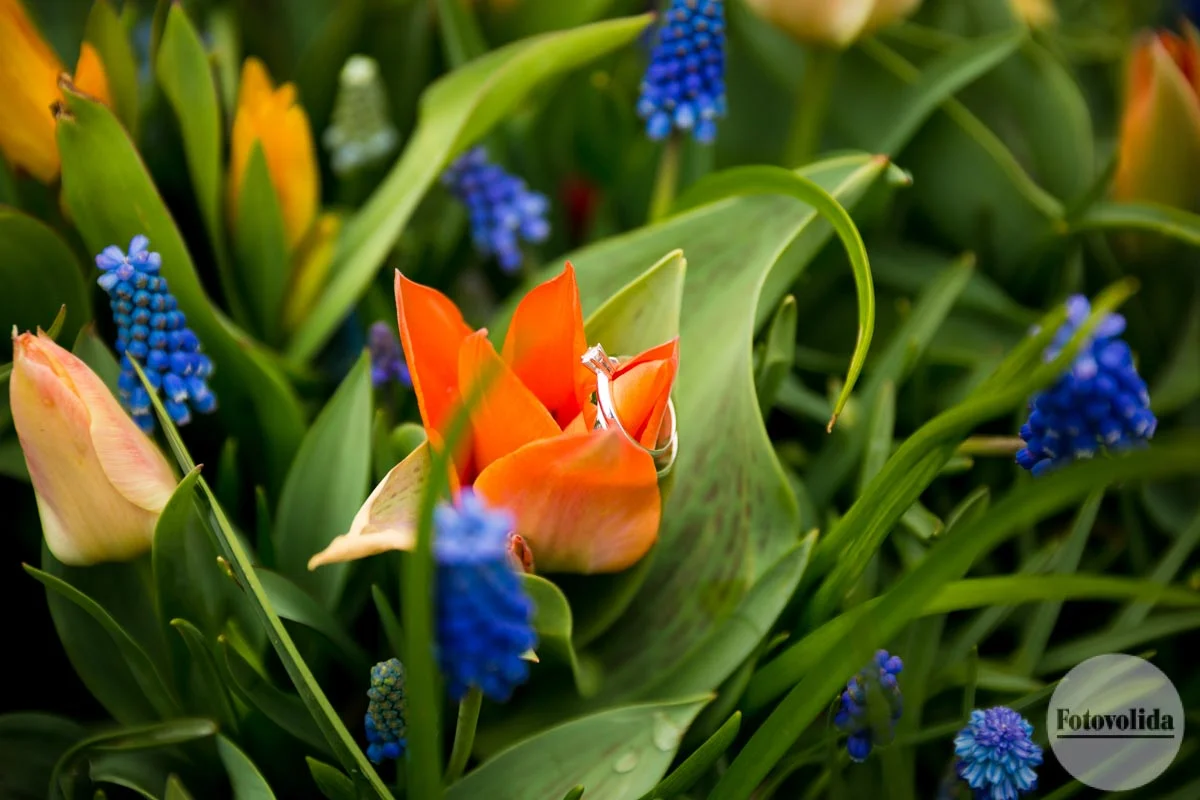 We caught the Cherry Blossoms at just the right time!