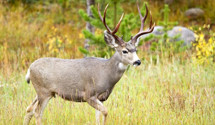 Mule Deer Credit: NPS