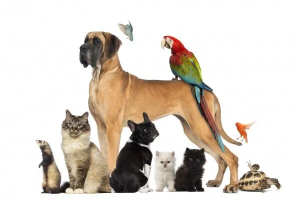 Blessing of the Pets Event Coming Up in October