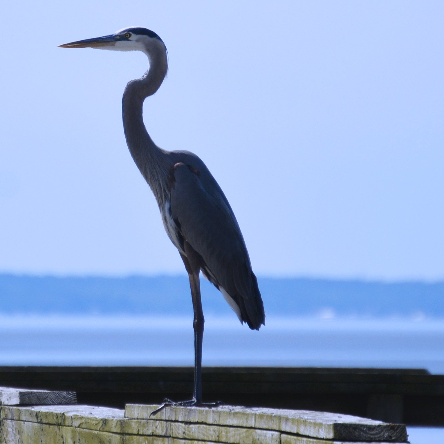 Basking Crane