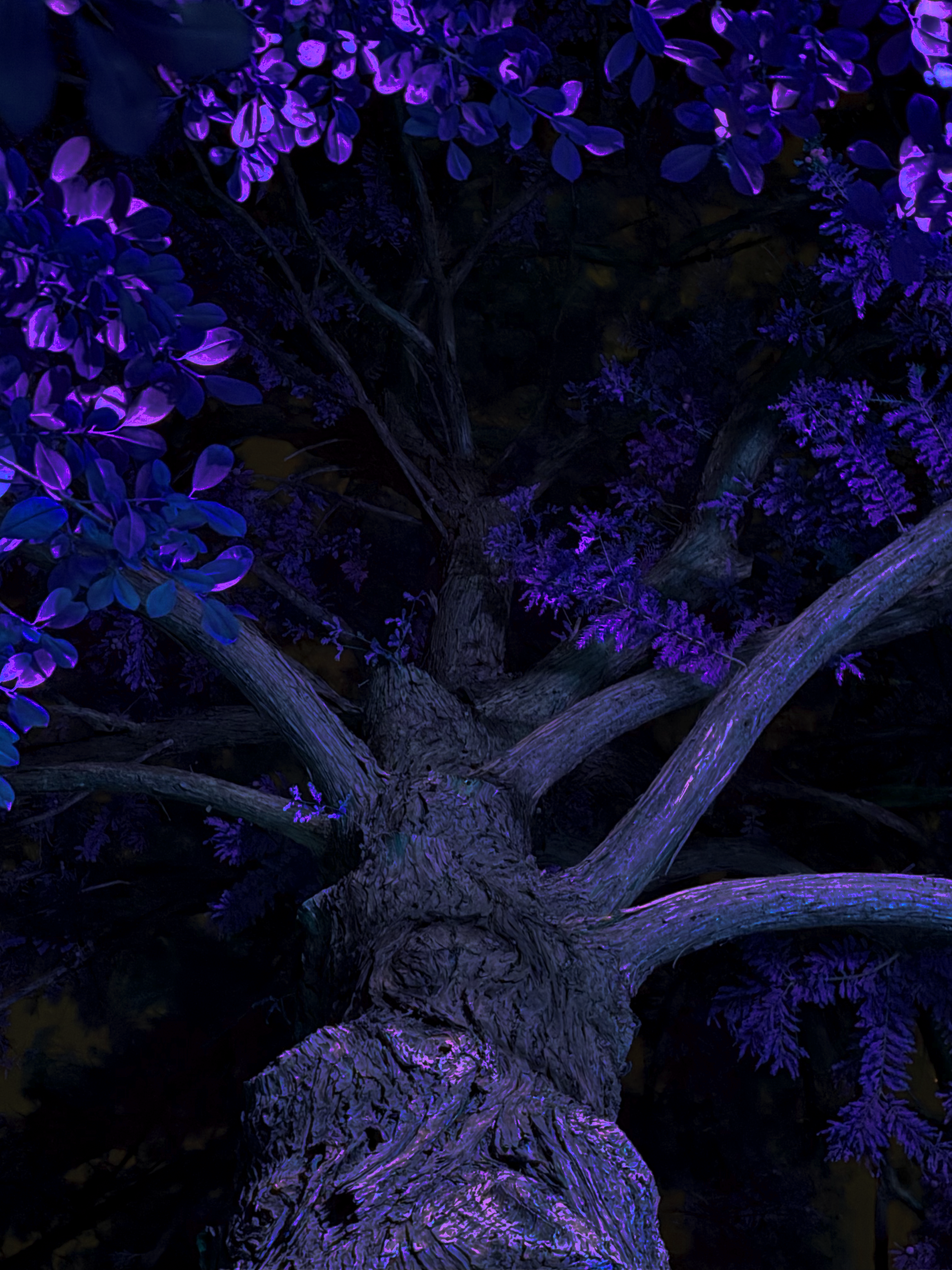 wickedoaks page 1_purpleiguess.png