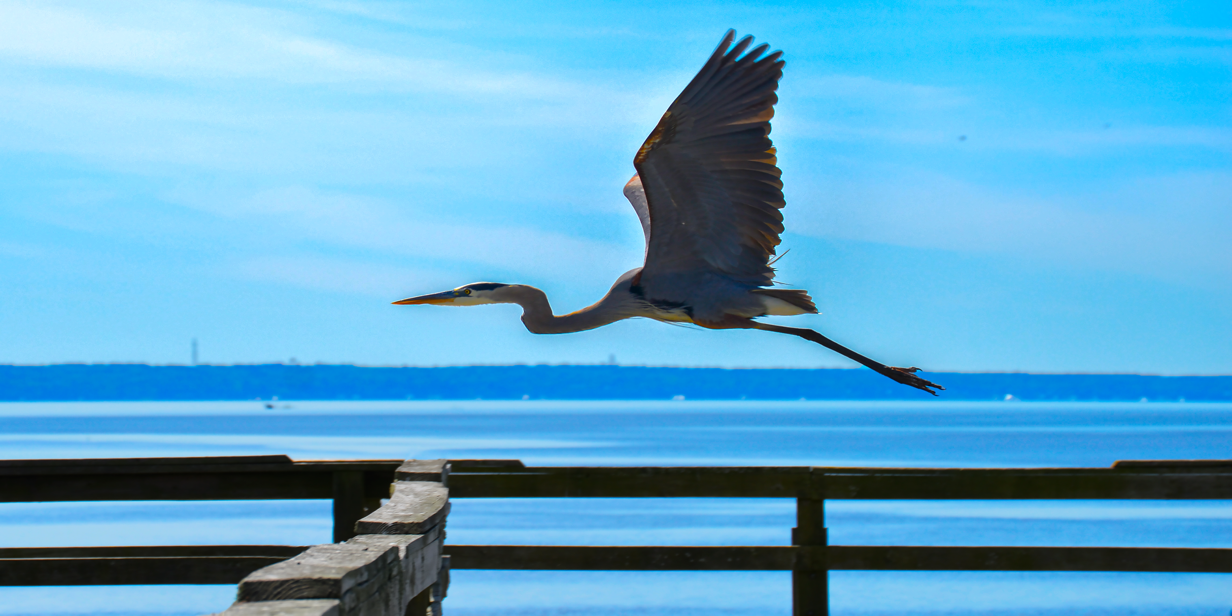 Great Blue Heron.png