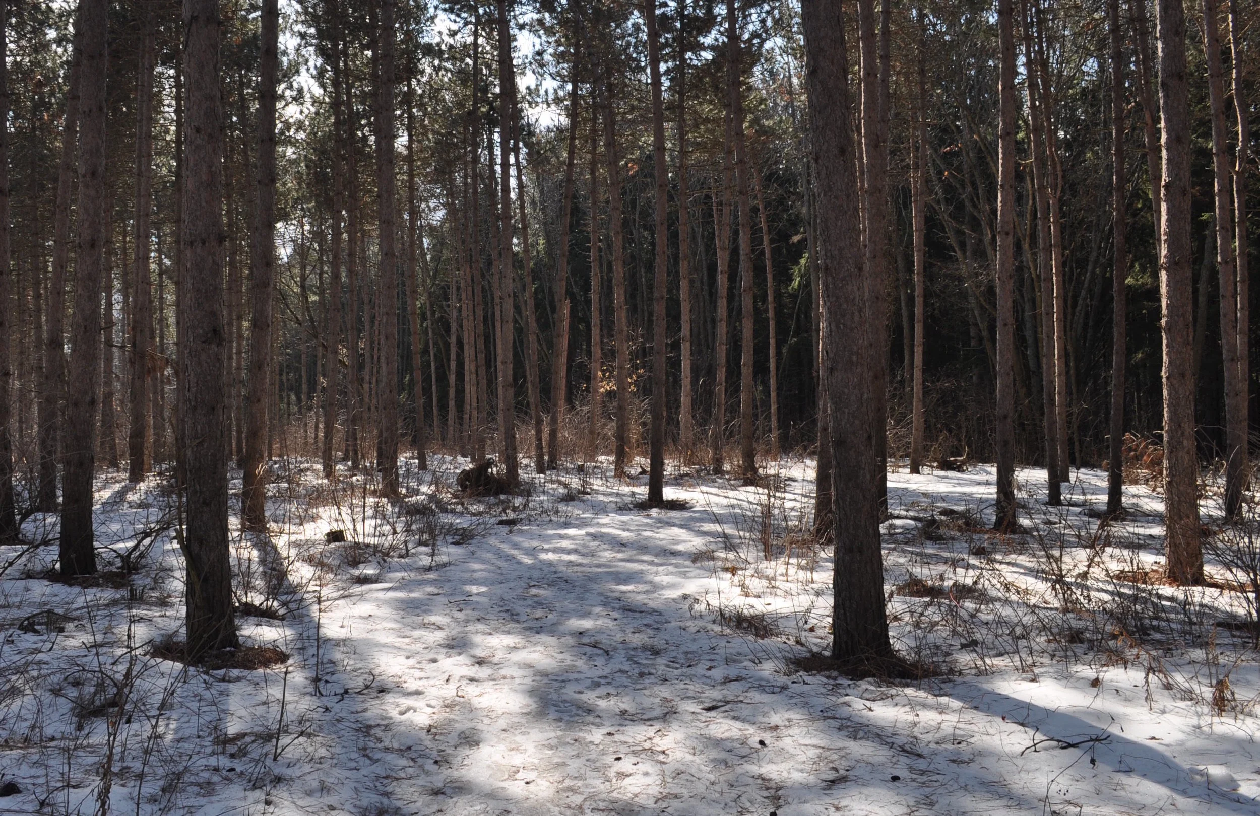 Trails through the forest.