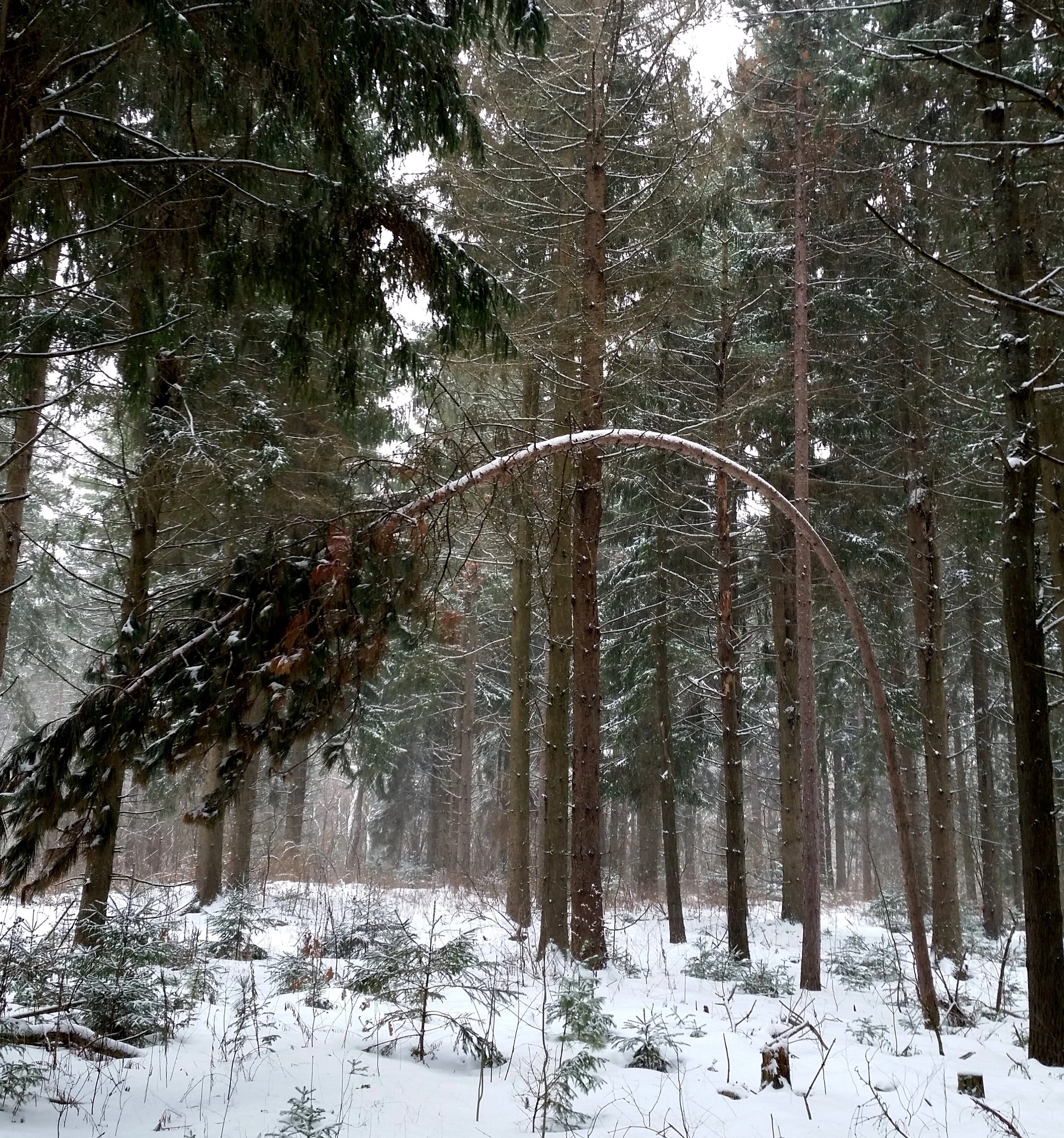 Bent tree on the White Spruce Loop.