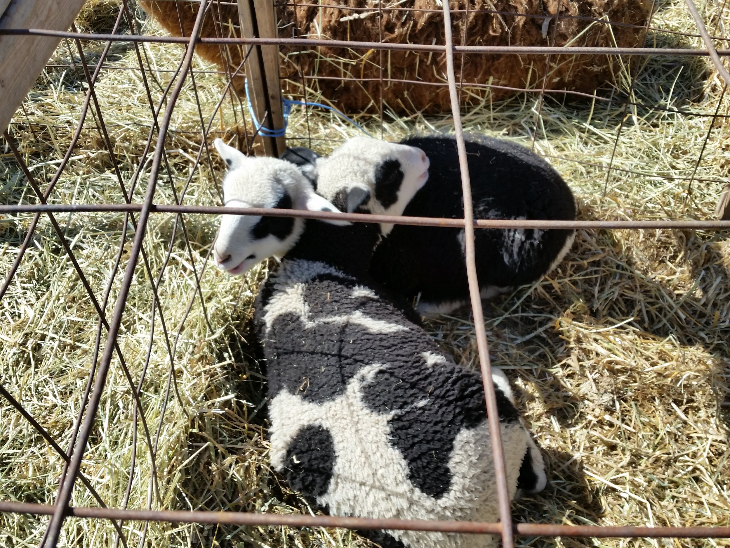 Lambs at the petting zoo.