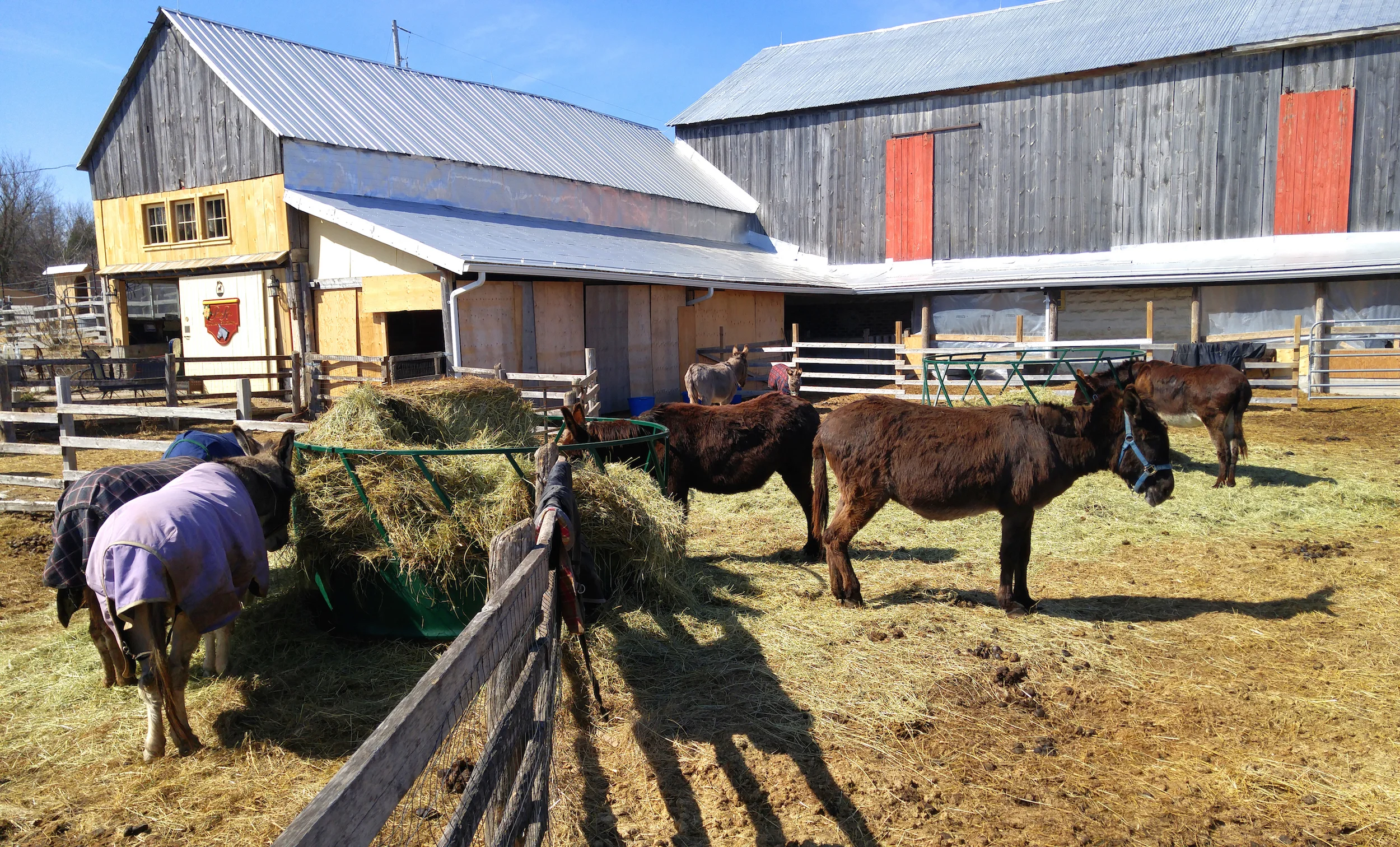 Donkeys in the barnyard, at Primrose Donkey Sanctuary.