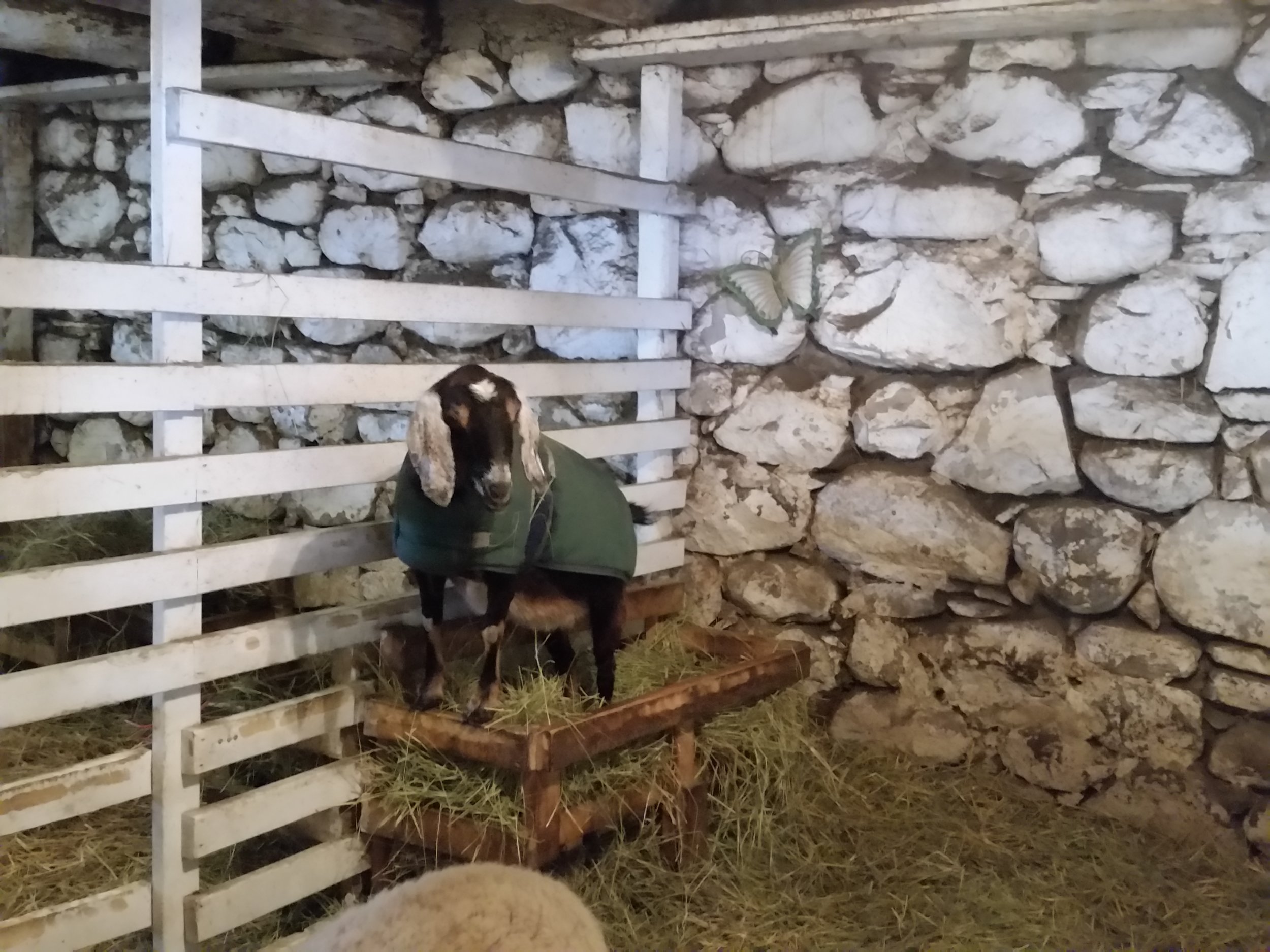 Bernice the goat, standing in a manger.
