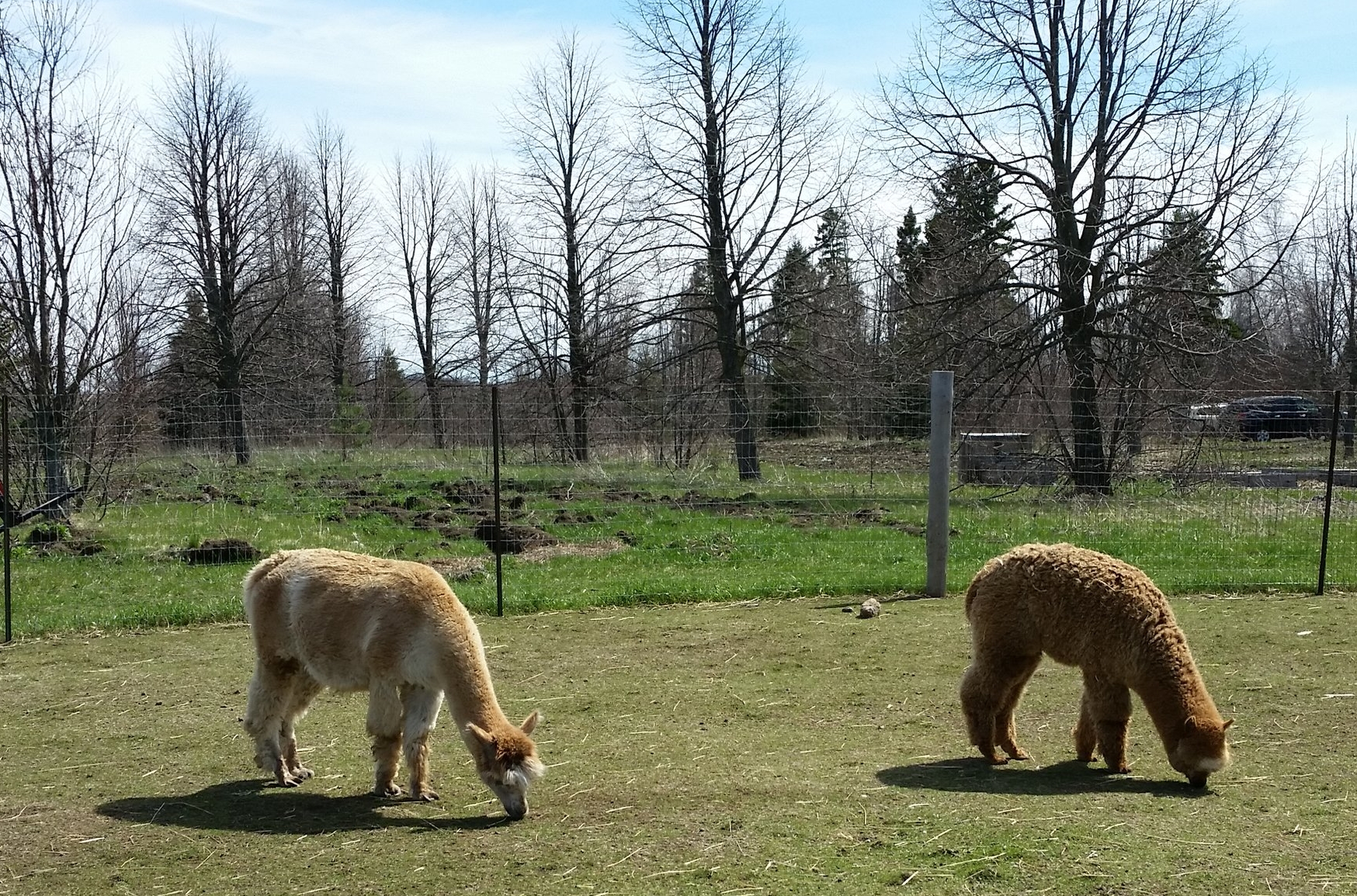 A couple of the alpacas.