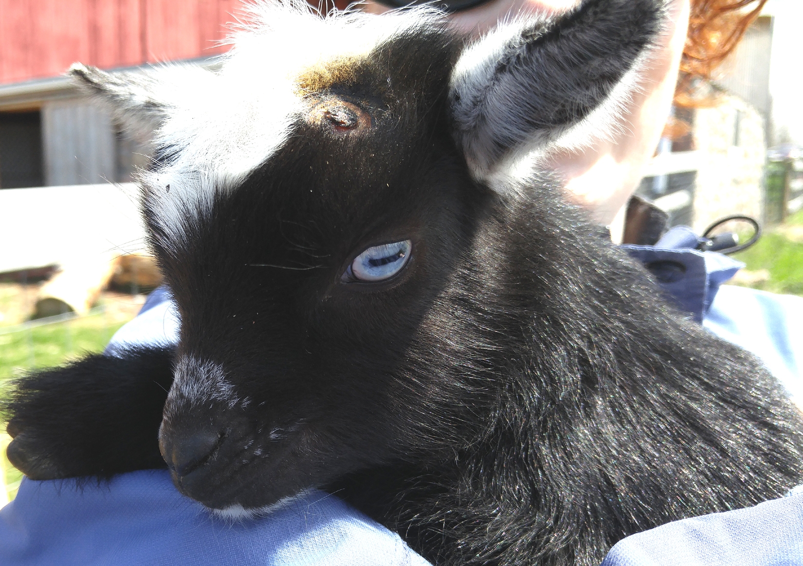 Dallas, the week old Nigerian Dwarf goat who was passed around for cuddles.