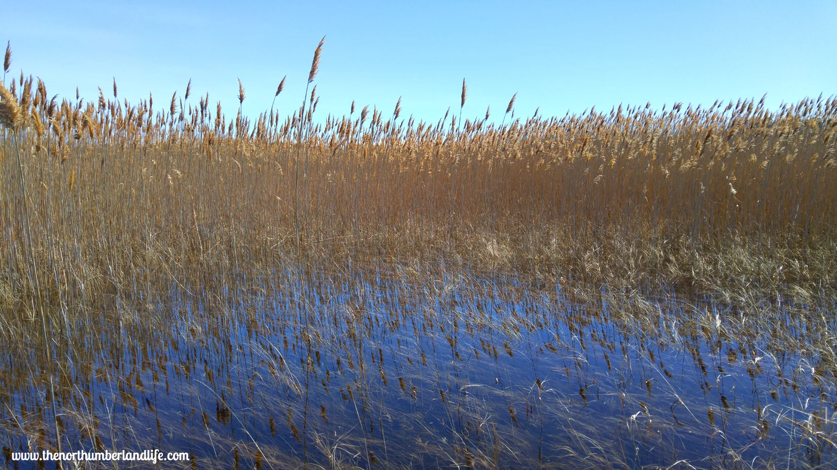 The reeds along the Marsh Boardwalk at Presqu'ile.