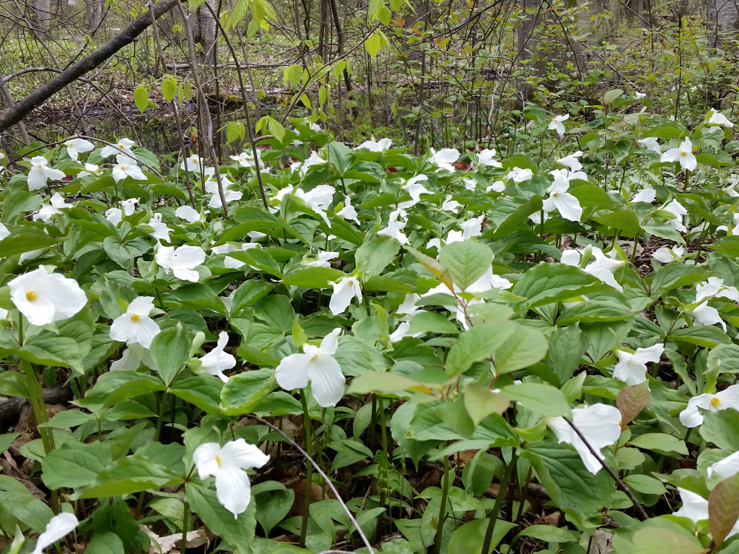 Trilliums at the Laurie Lawson Outdoor Education Centre.
