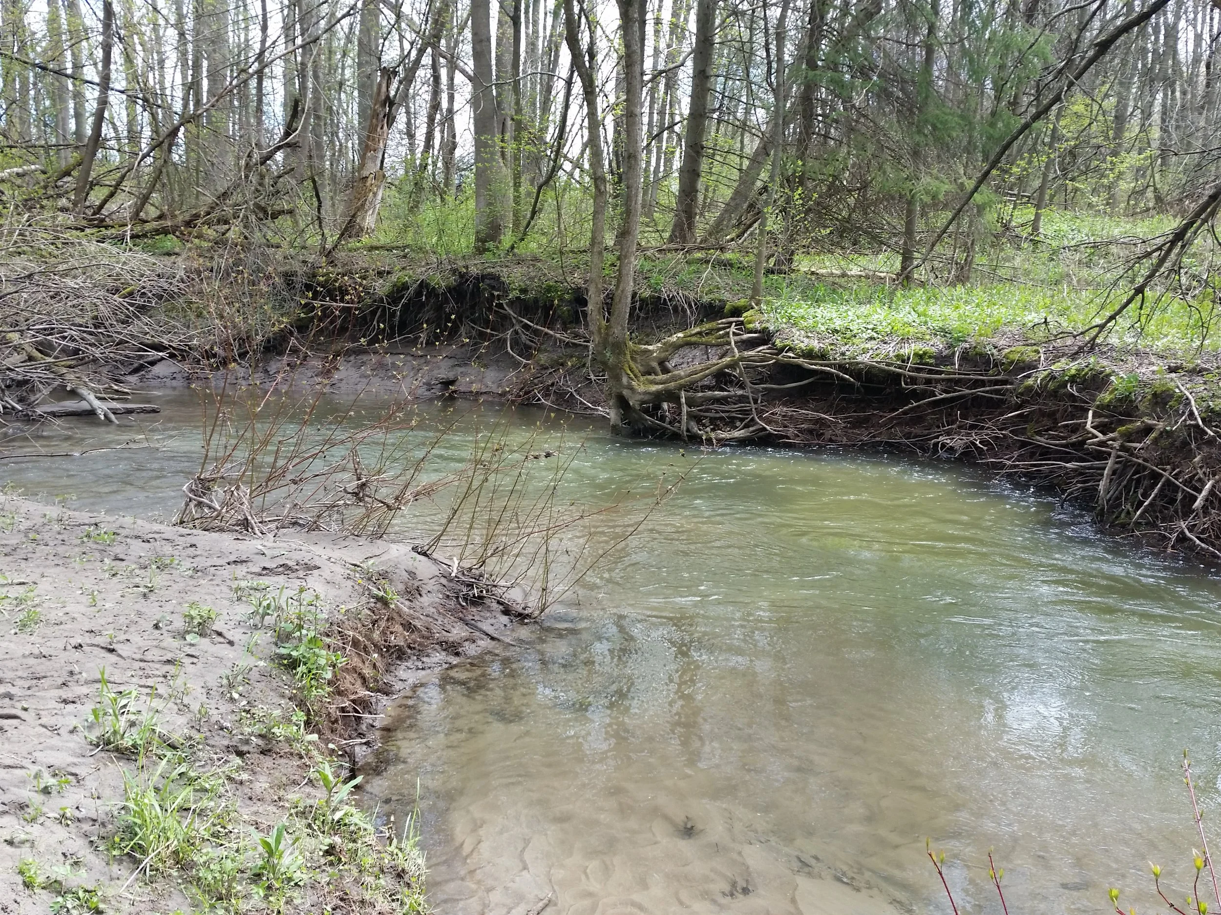 Cobourg Creek