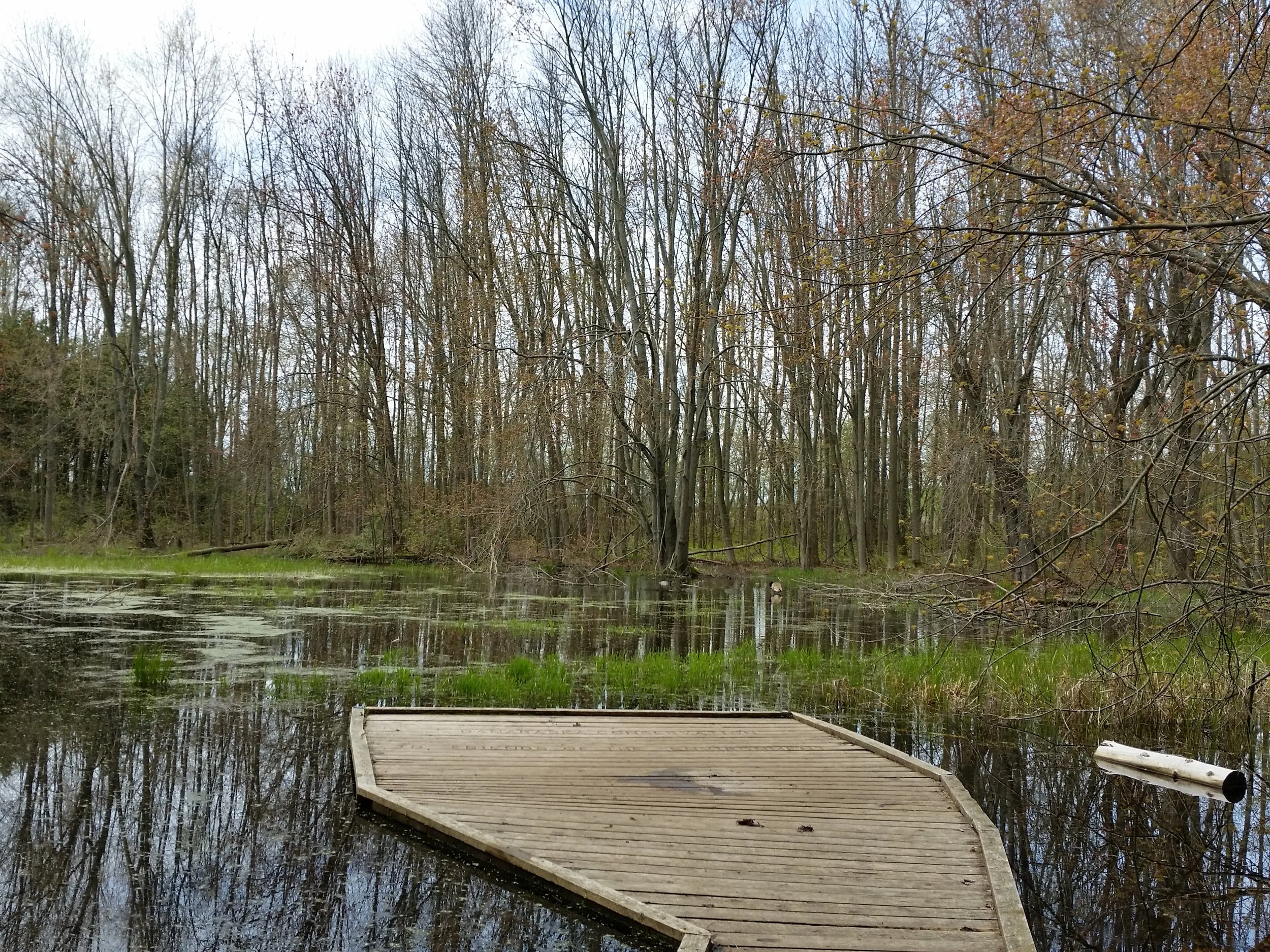The peaceful duck marsh.