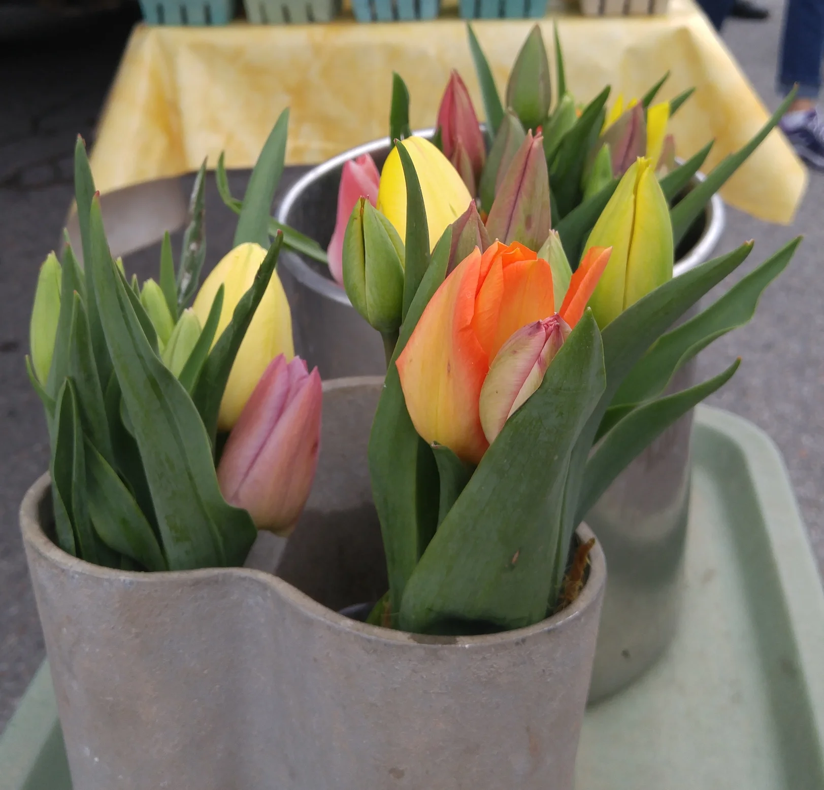 Bouquets of freshly cut tulips.