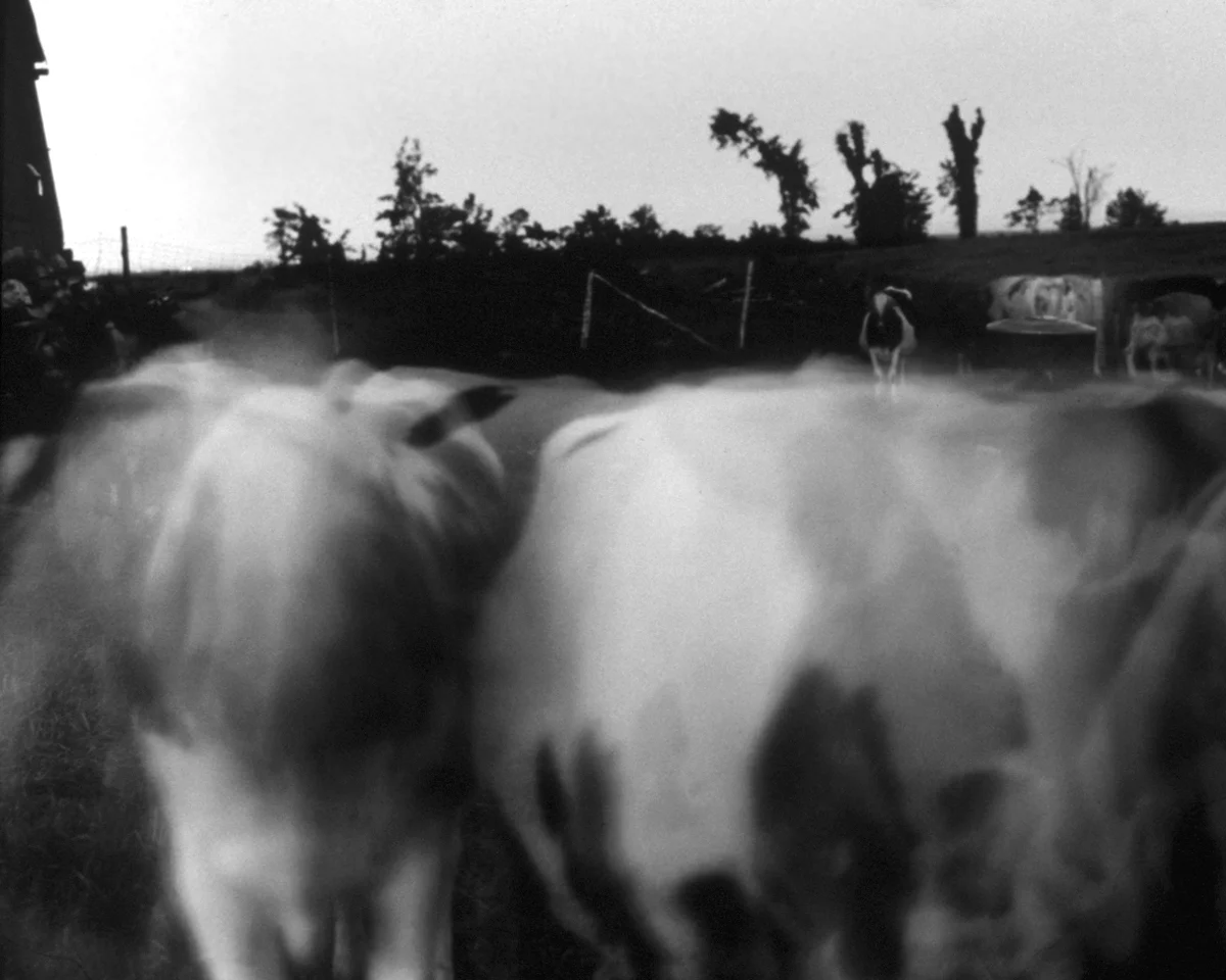 12cows cu_low.jpg