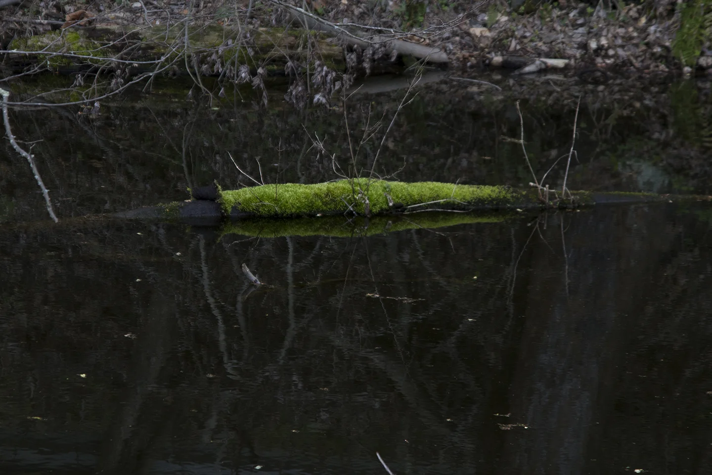 moss log_web.jpg