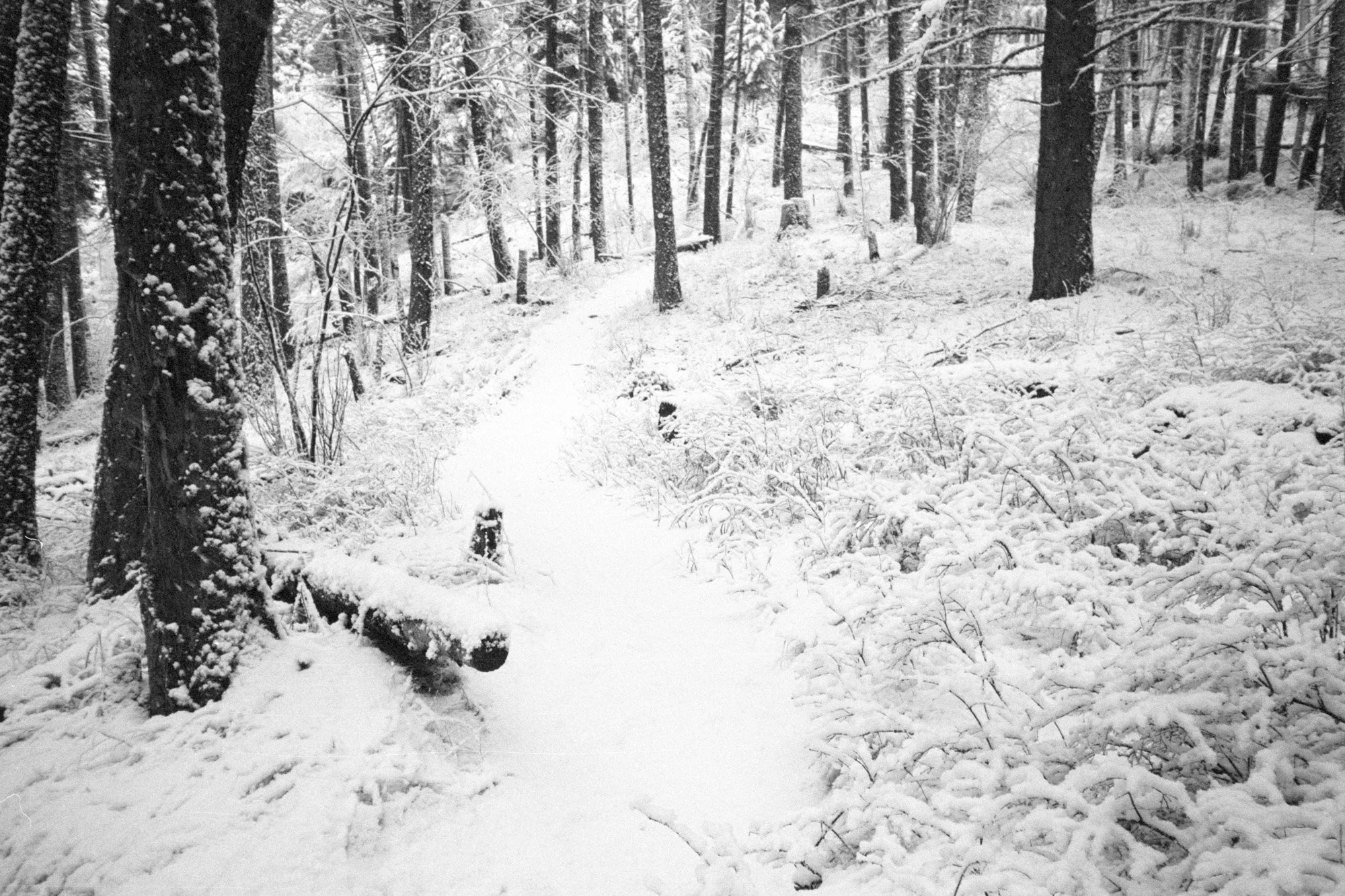 Snow, point-and-shoots, and film — Brendon Holt