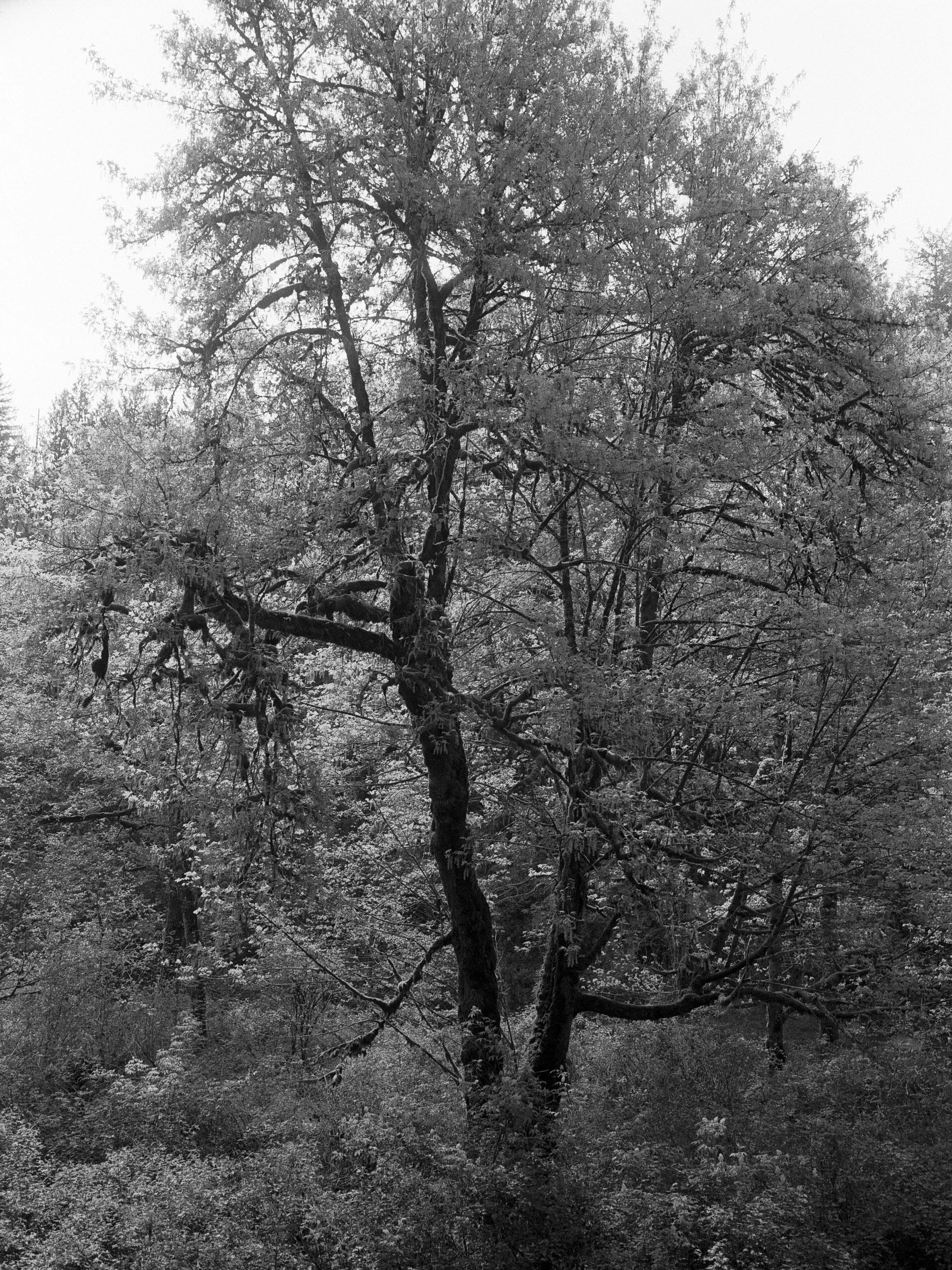 Untitled (271).jpg
