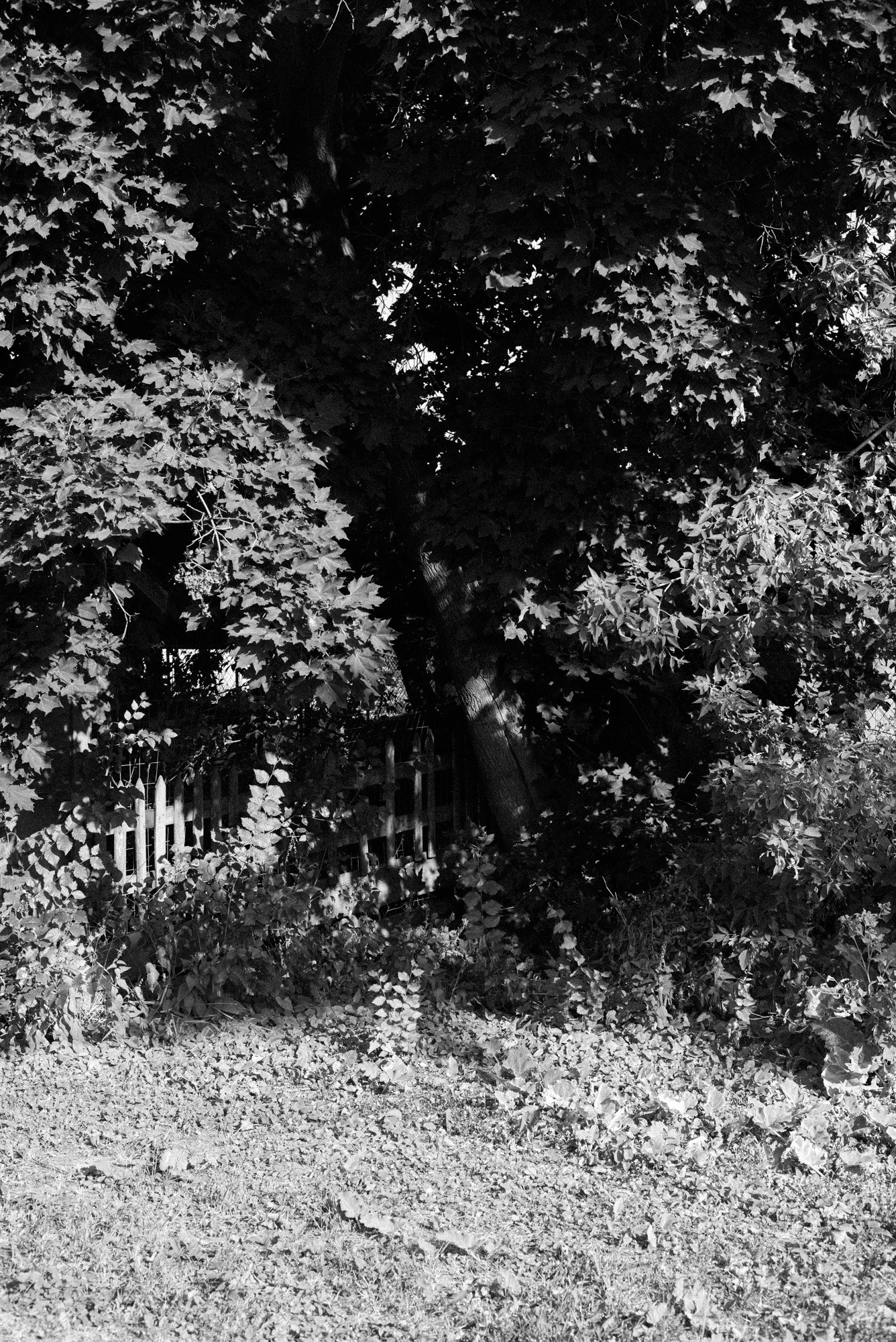 L1001510.jpg