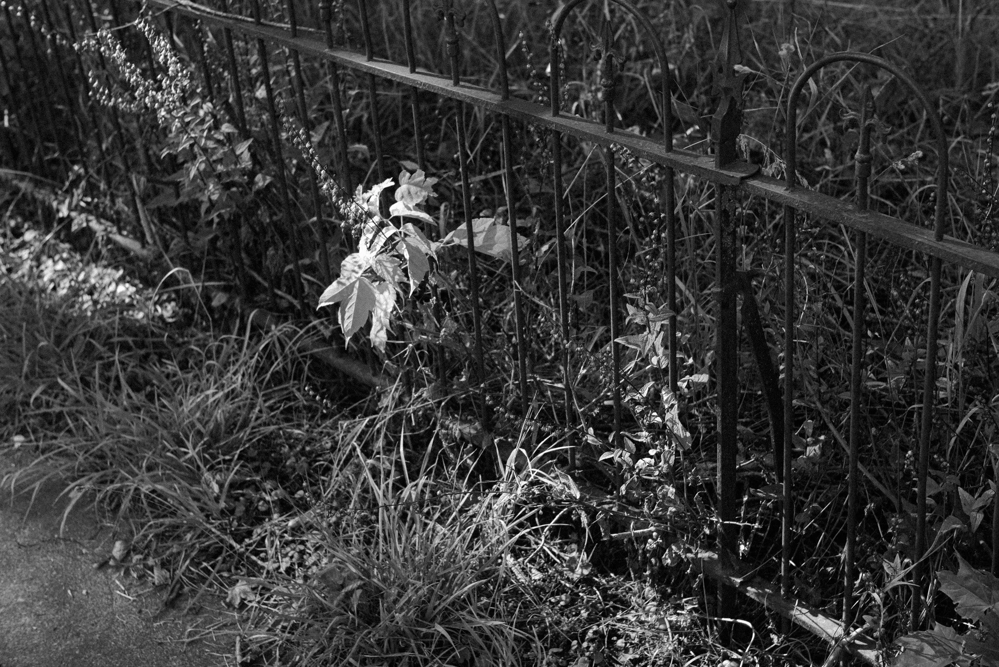 L1005853.jpg