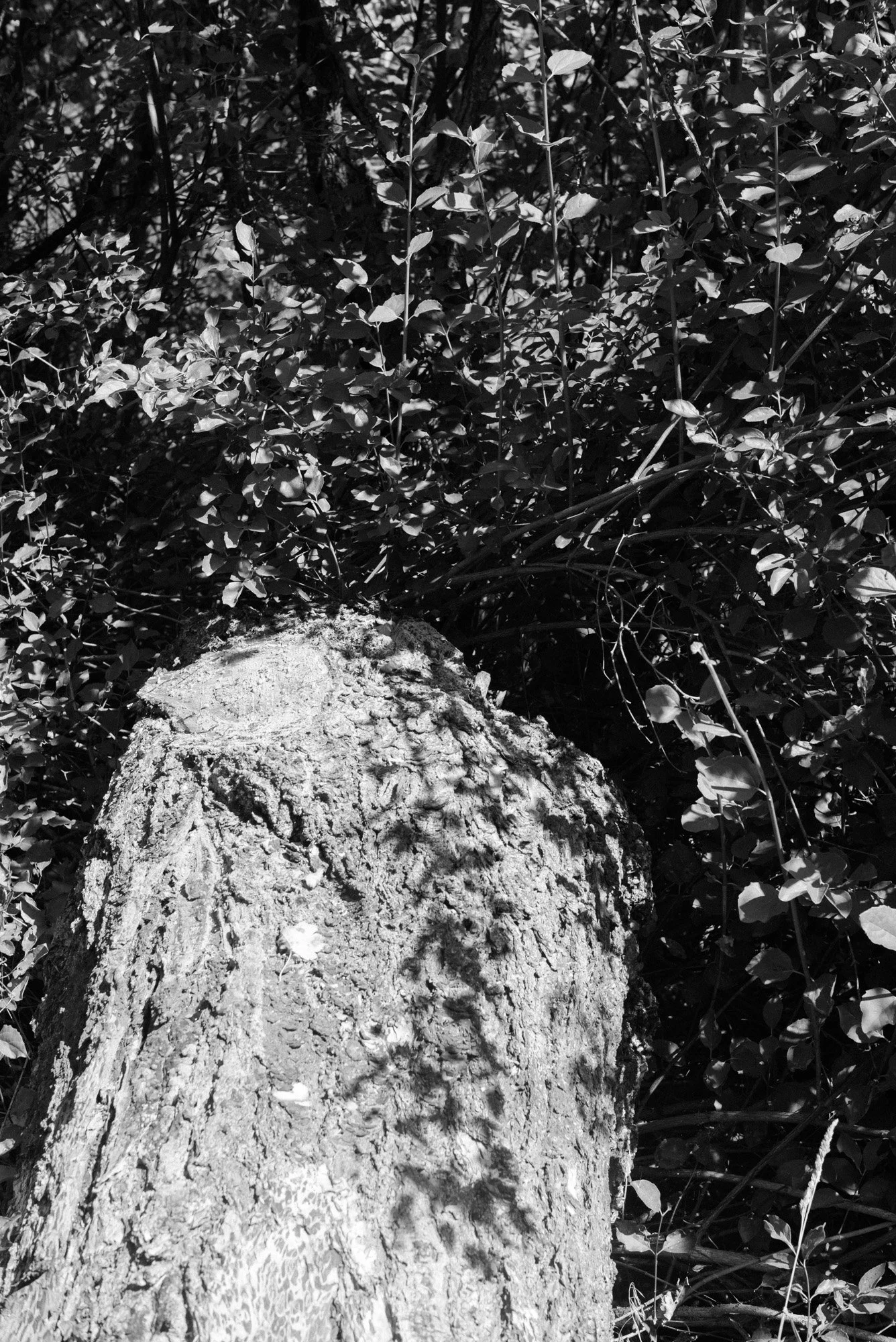 L1005495.jpg
