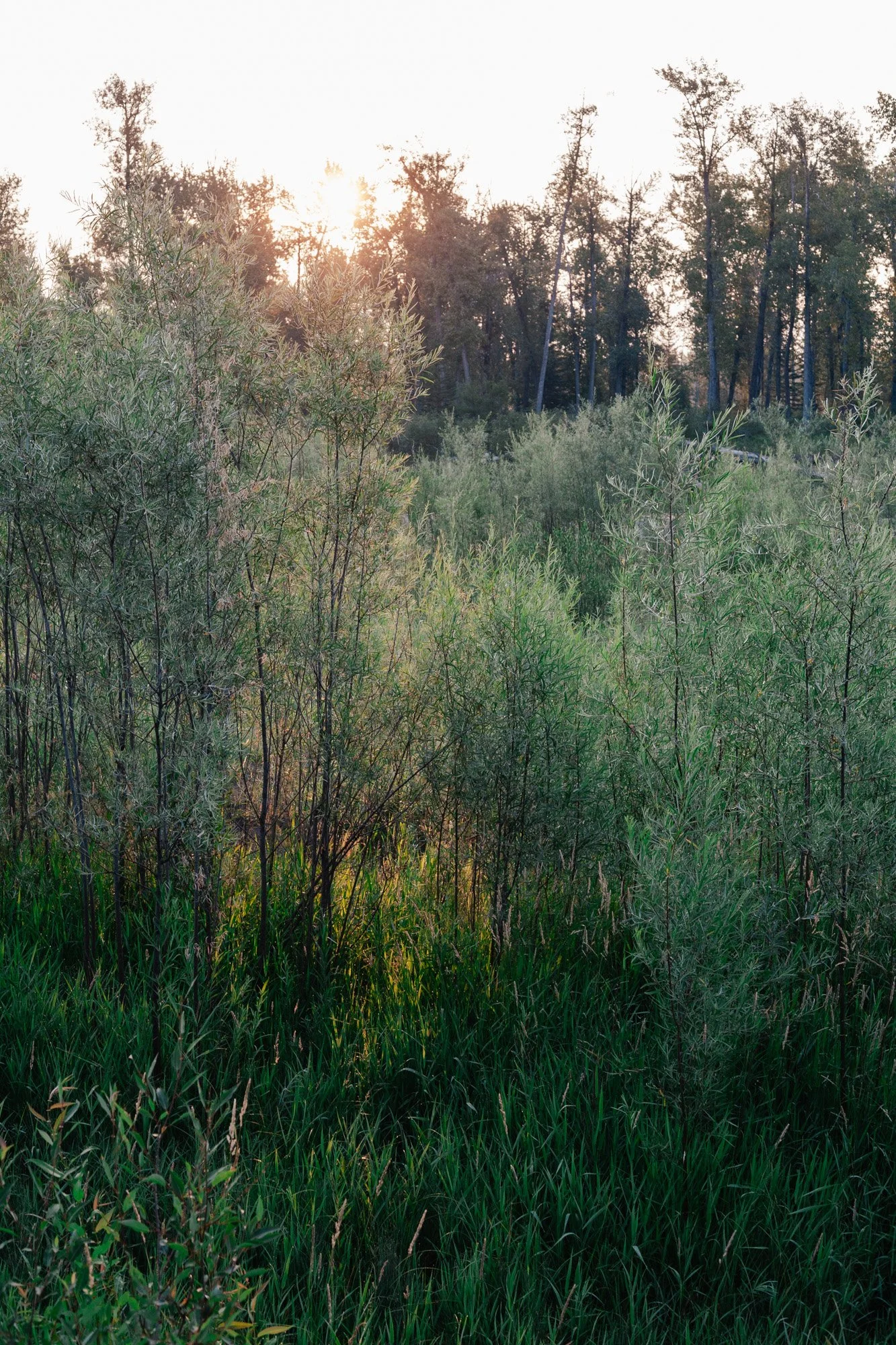 _MG_9377.jpg