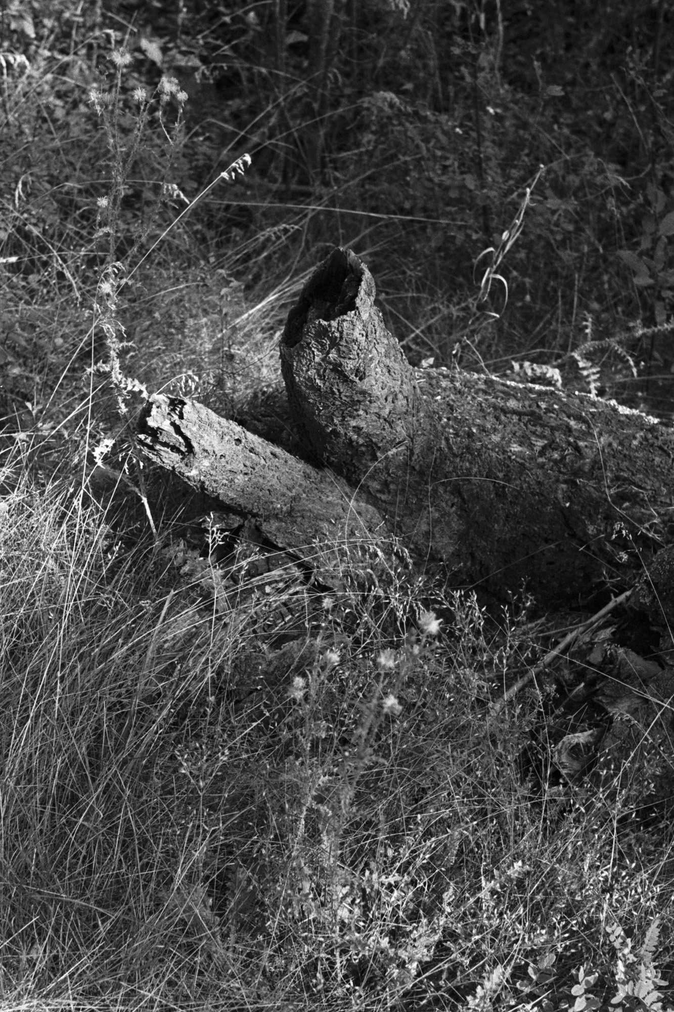 Untitled (8).jpg