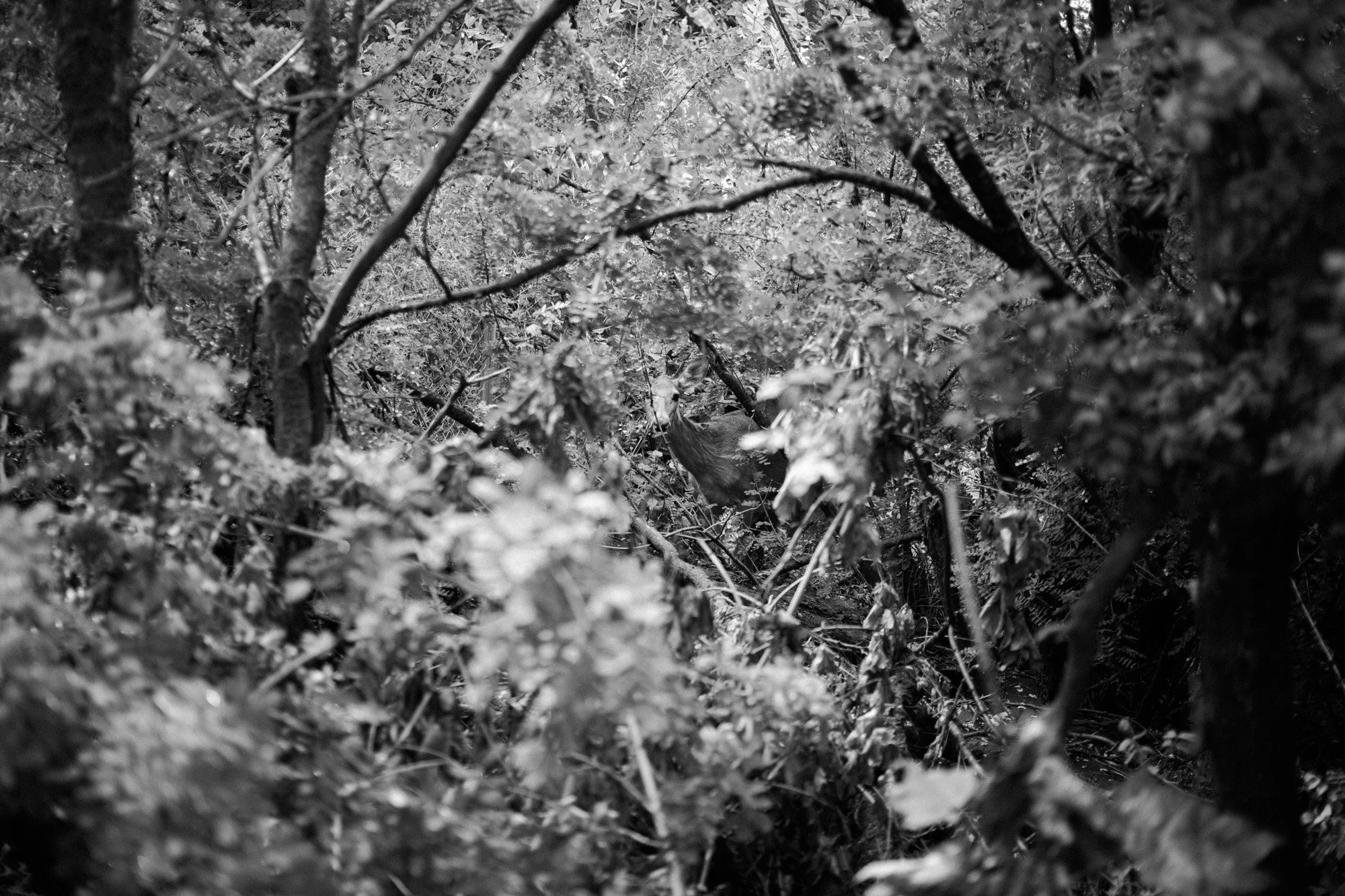 _MG_1832.jpg