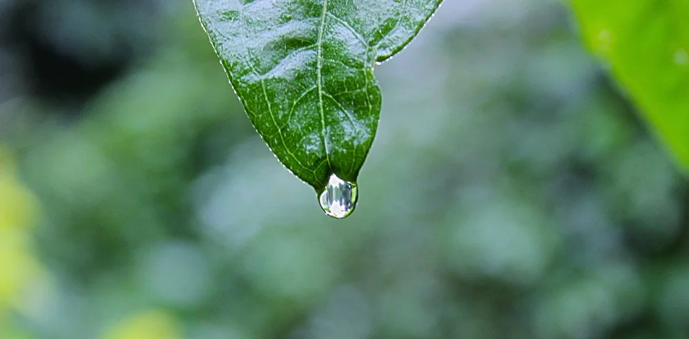 rain collection.jpg