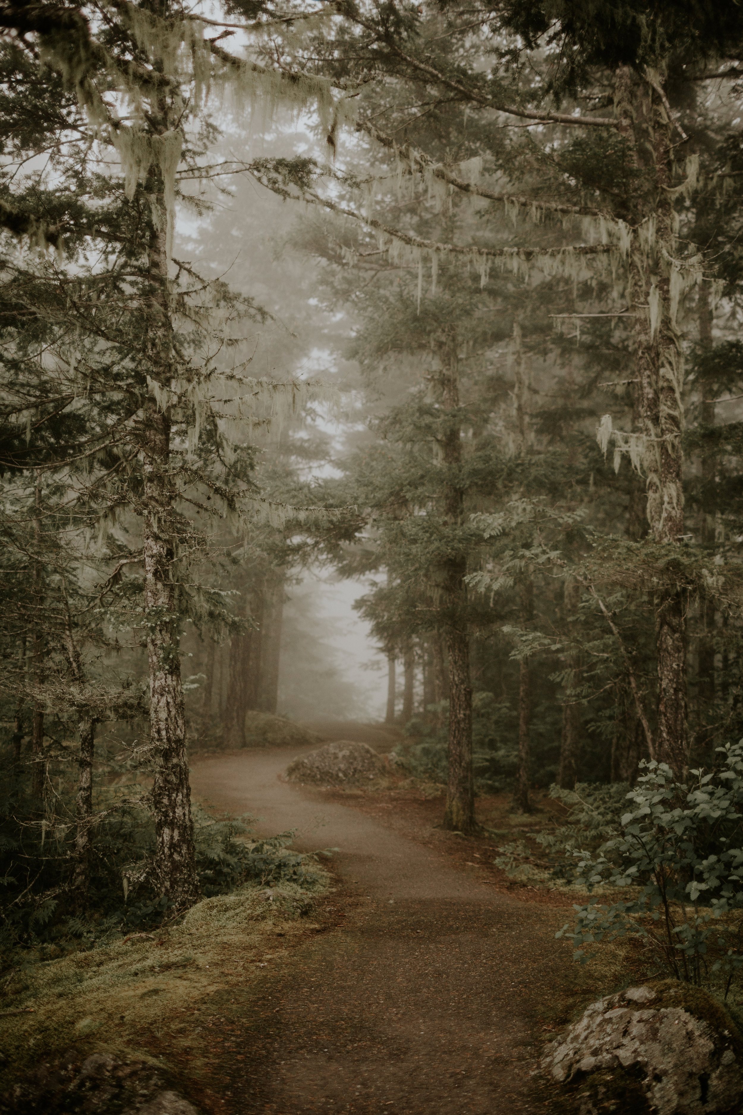 PNW-elopement-wedding-engagement-olympic national park-port angeles-hurricane ridge-lake crescent-kayla dawn photography- photographer-photography-kayladawnphoto-152.jpg