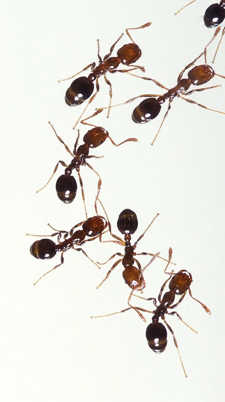 fire-ants-1790262_1280.jpg