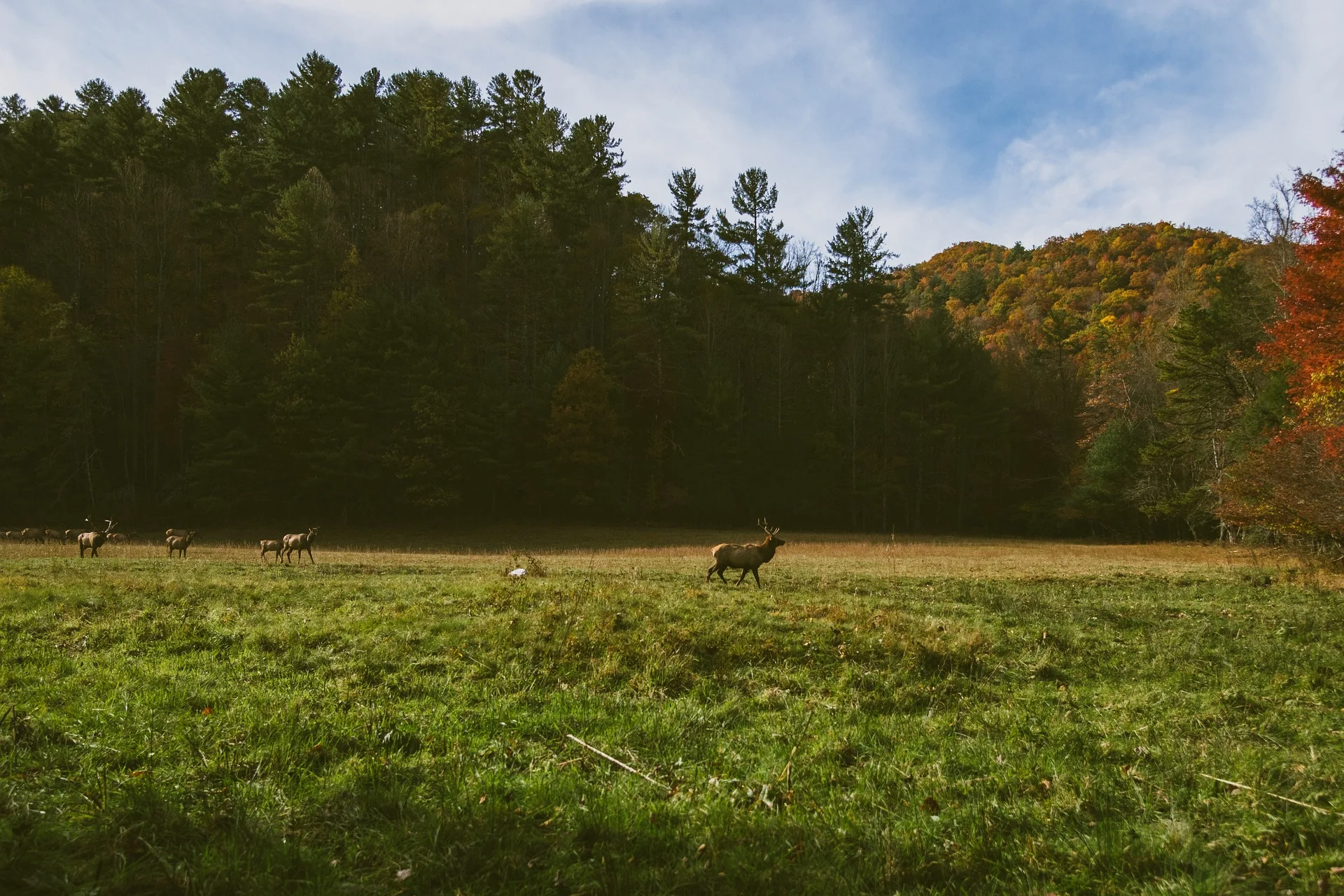 deer-1149901_1920.jpg