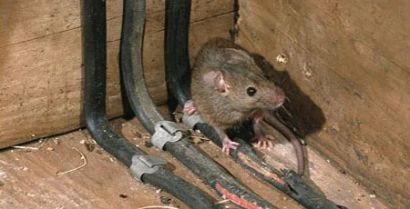 damaged-electric-wiring-from-mice.jpg