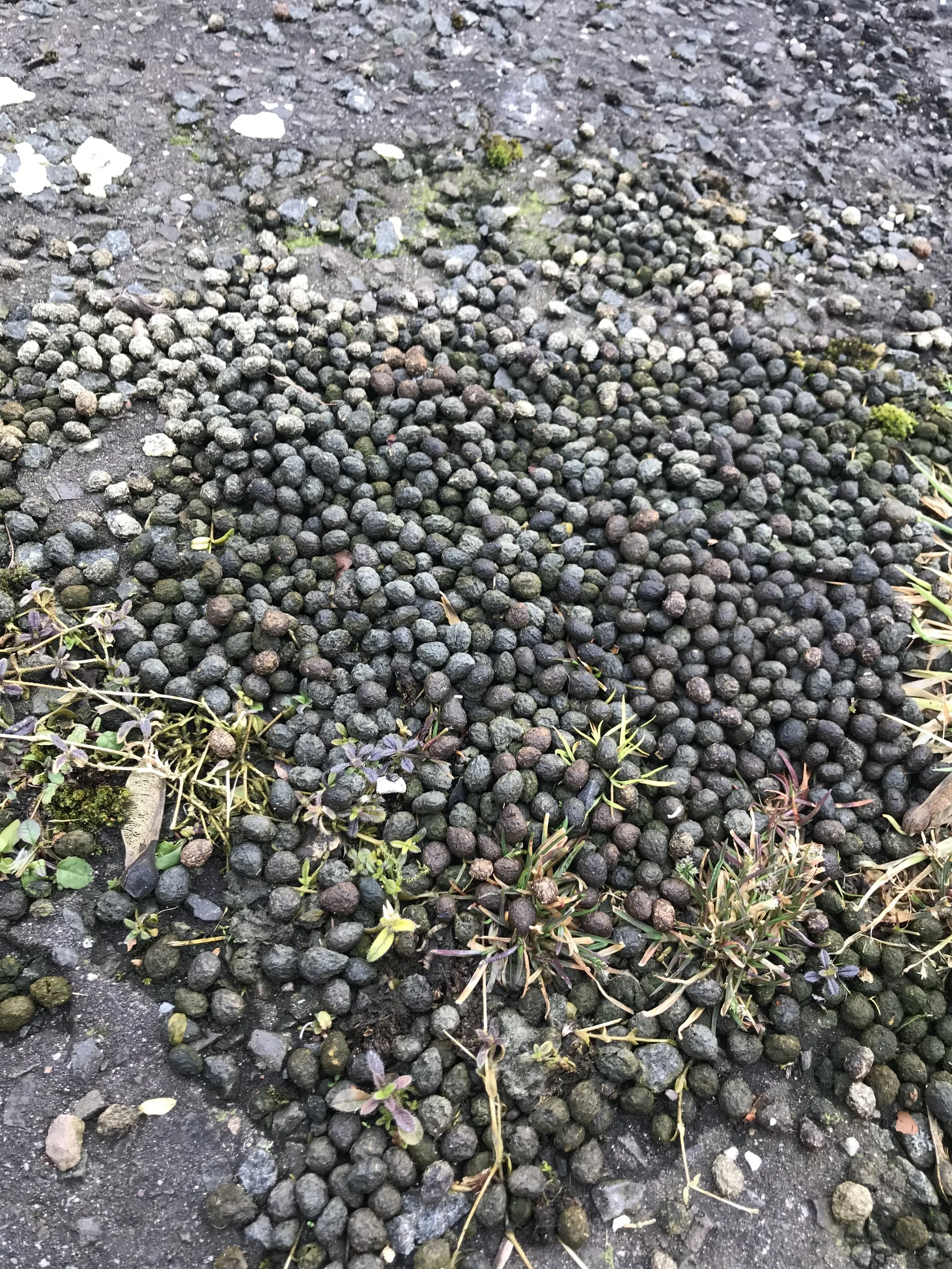 Rabbit poo.jpg