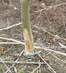 rabbit-damage-to-trees.jpg