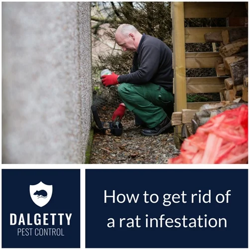 Pest Infestation Issues: How to get rid of rats in your home