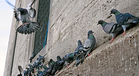 bird-cleaning-removal.jpg
