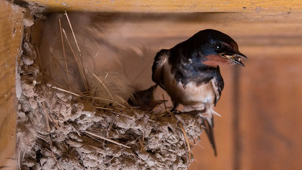 Bird prevention; How to get rid of birds nesting in your eaves — Dalgetty  Pest Control