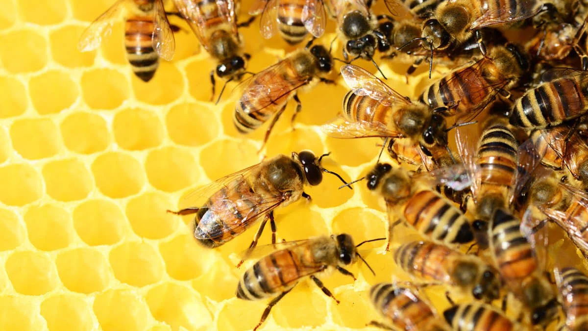 Honey bees.jpg