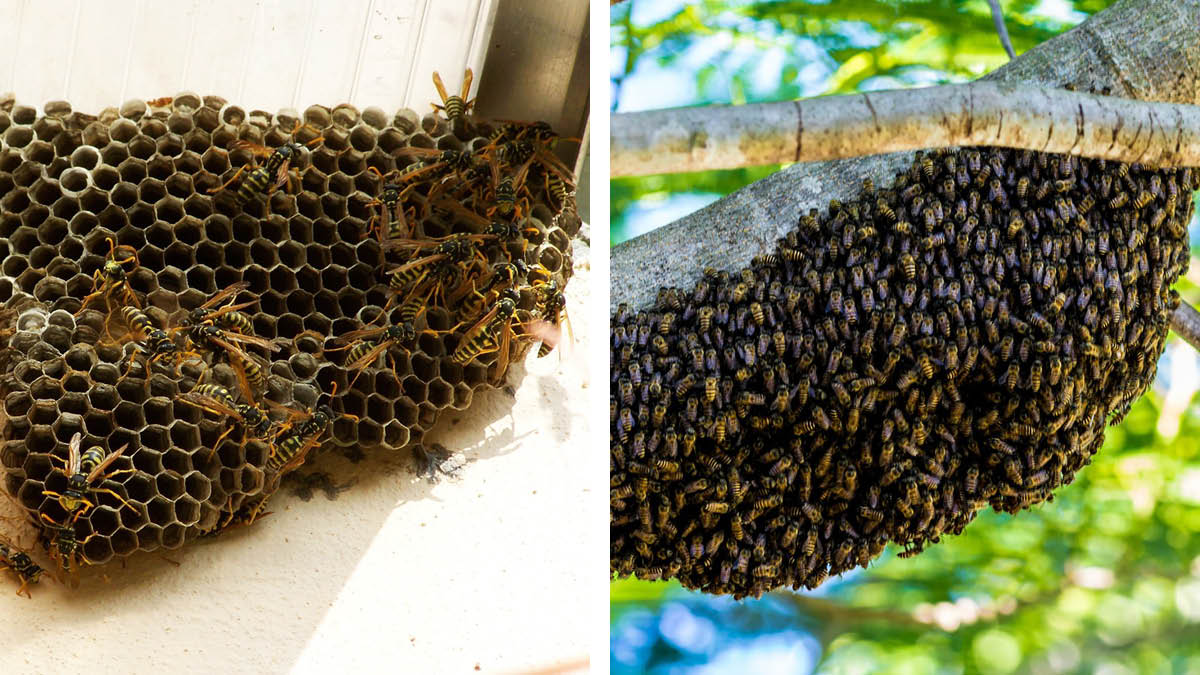 yellow wasp nest