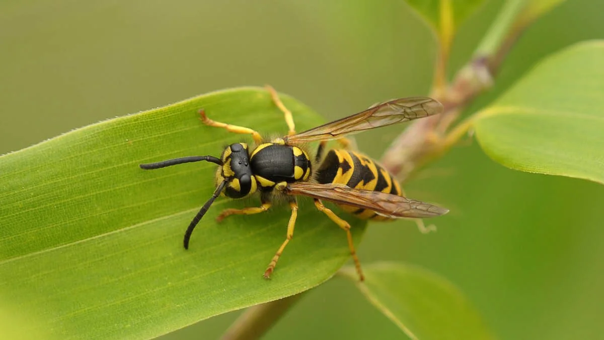 Wasp.jpg