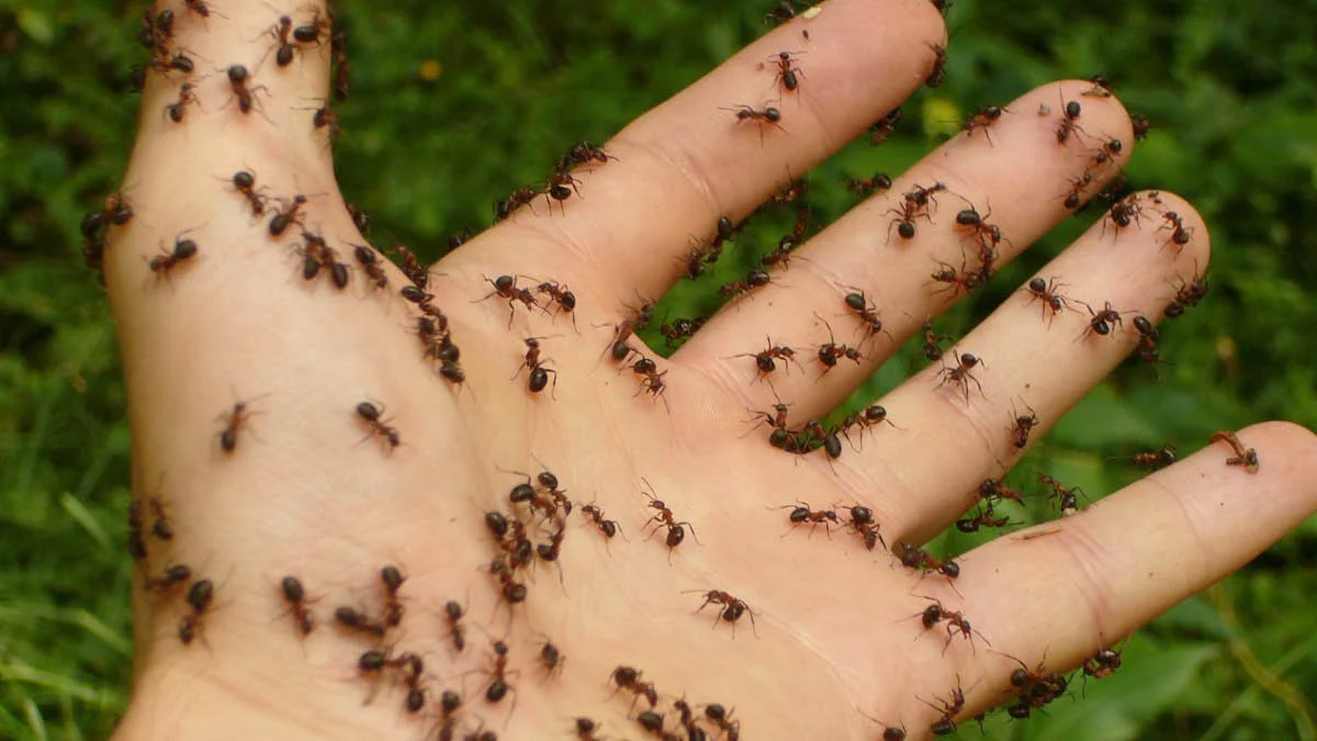 Ants.jpg