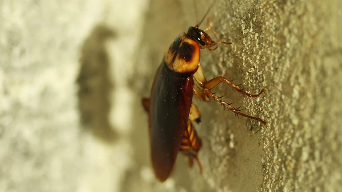 Cockroach.jpg