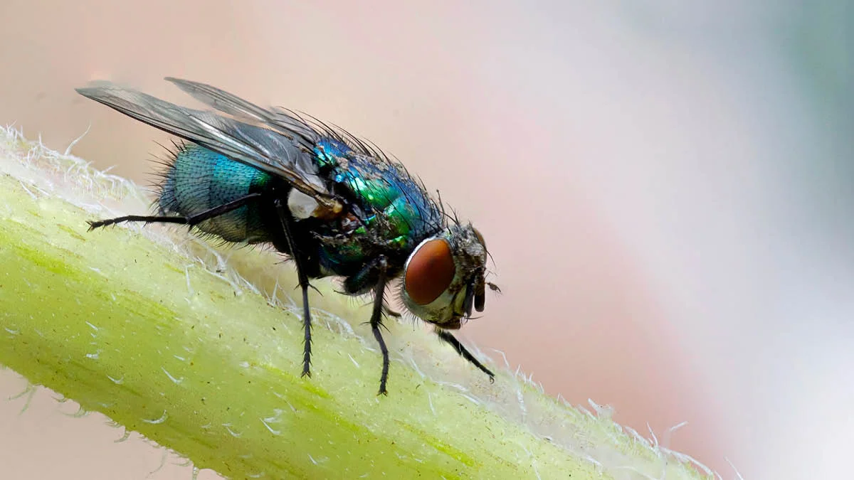 Fly.jpg