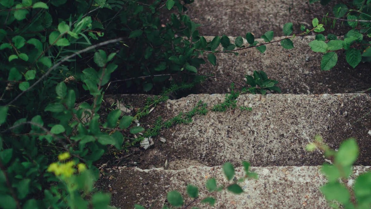 Over-grown garden.jpg