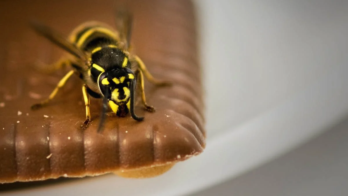 Wasps+in+your+home.jpg