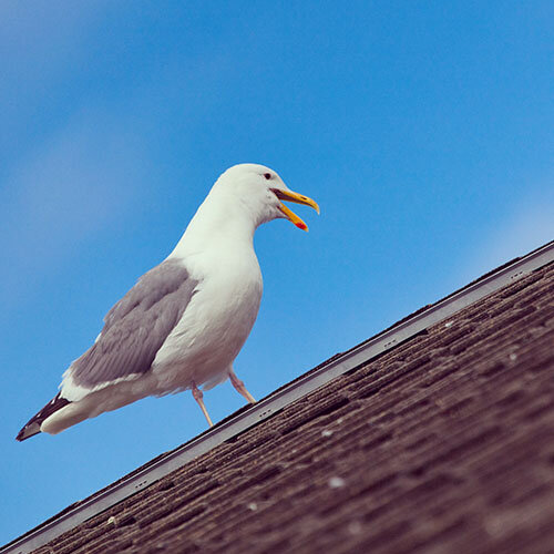 seagulls_0003_ferdinand-feng-1fEOshk4FSw-unsplash.jpg