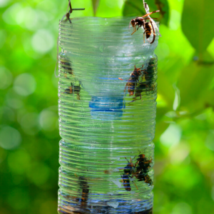 منع الدبابير فخ الدبابير