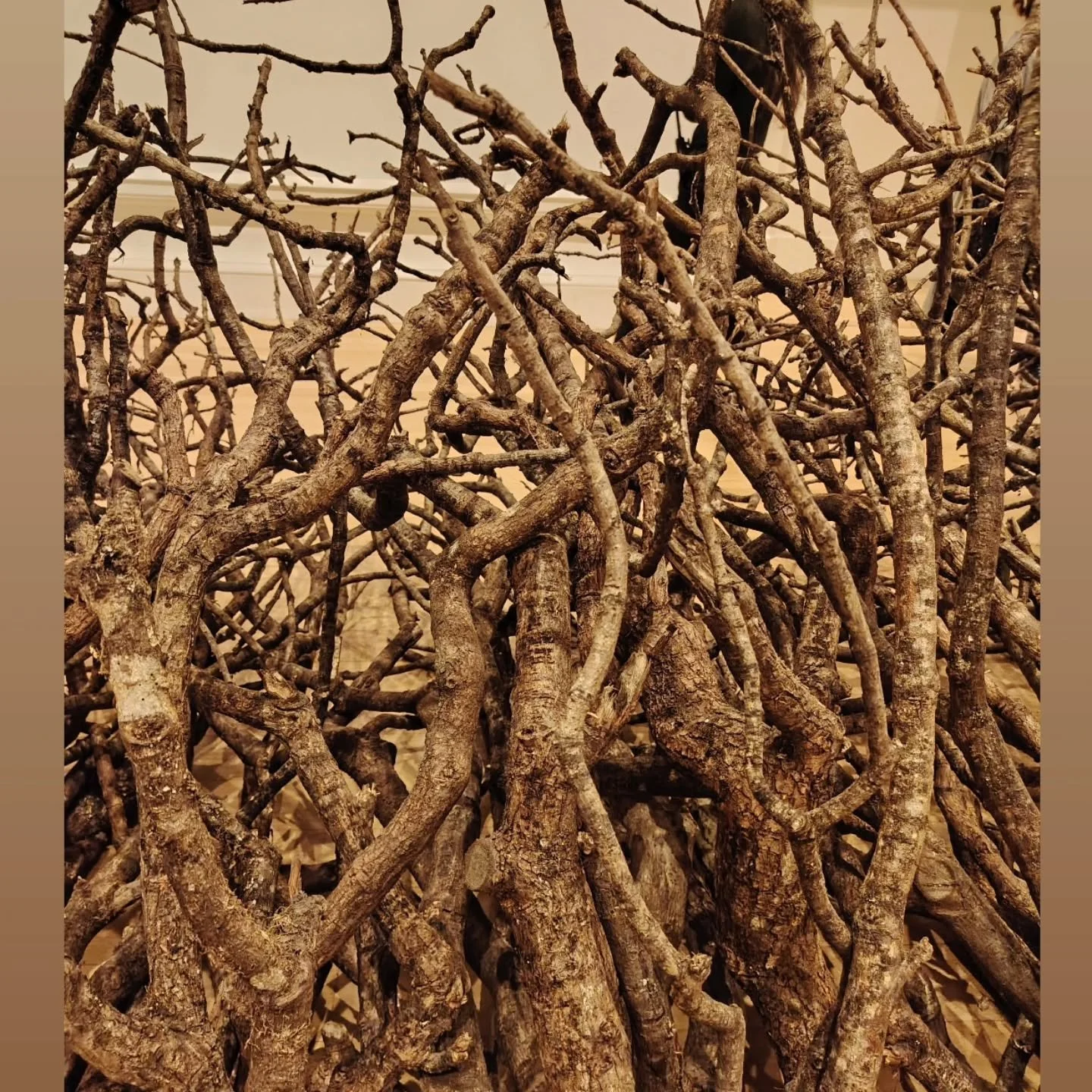 Andy Goldsworthy 50 Years at National Portrait Gallery with @trixxabelle