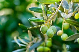 olive.jpg